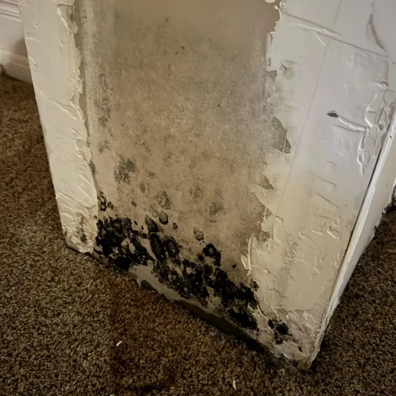 Professional Mold Removal in Milford, PA